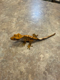 Harlequin Crested Gecko