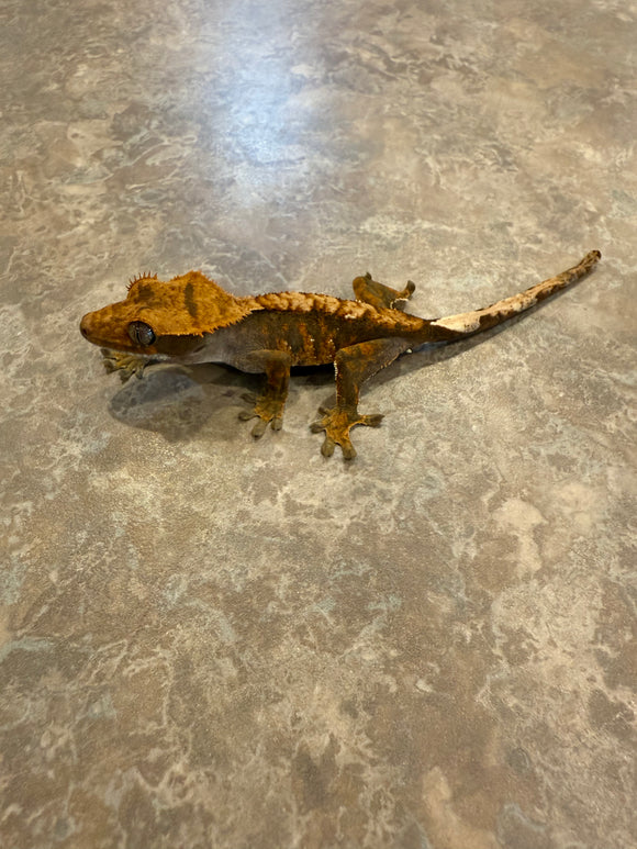 Harlequin Crested Gecko