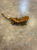 Harlequin Crested Gecko