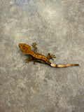Hawk and Dove Line Harlequin Crested Gecko