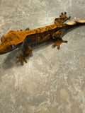 Hawk and Dove Line Harlequin Crested Gecko