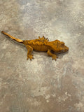 Orange Tiger Crested Gecko