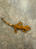 Orange Tiger Crested Gecko