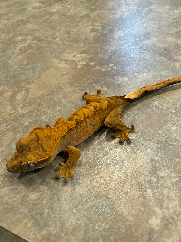 Orange Tiger Crested Gecko