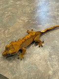 Orange Tiger Crested Gecko