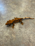 Hawk and Dove Line Harlequin Crested Gecko