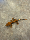 Hawk and Dove Line Harlequin Crested Gecko