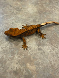 Hawk and Dove Line Harlequin Crested Gecko