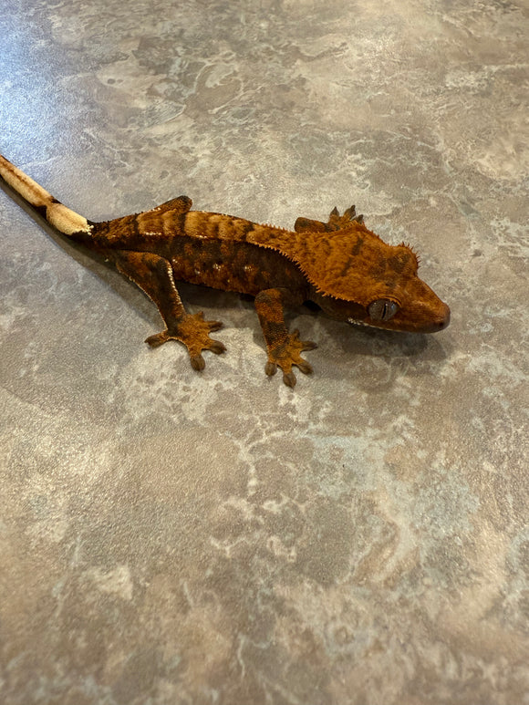 Hawk and Dove Line Harlequin Crested Gecko