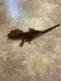 Dark Phantom Tiger Crested Gecko