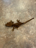 Dark Phantom Tiger Crested Gecko