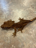 Dark Phantom Tiger Crested Gecko