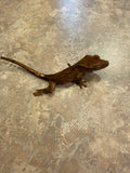 Dark Phantom Tiger Crested Gecko