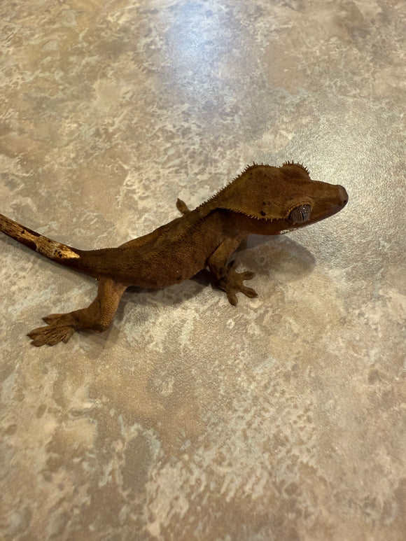 Dark Phantom Tiger Crested Gecko