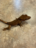 Dark Phantom Tiger Crested Gecko