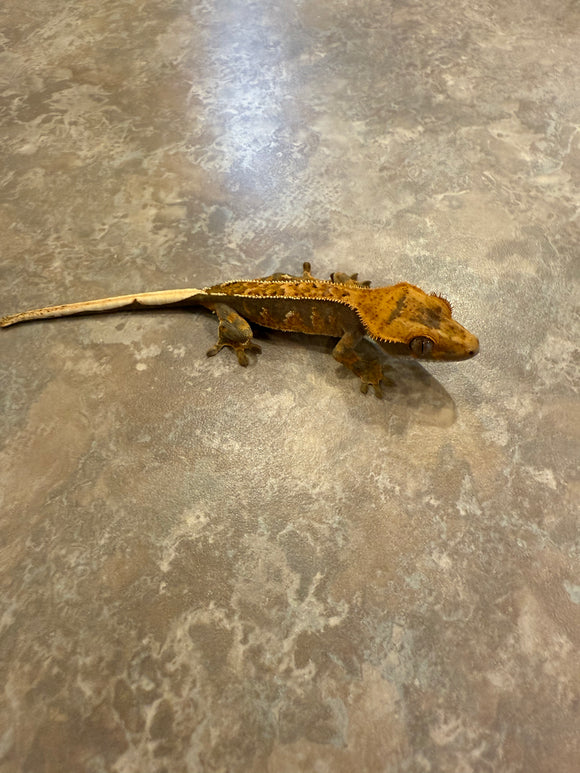 Pinstripe Crested Gecko with Portholes