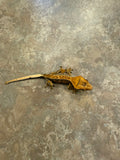 Pinstripe Crested Gecko with Portholes