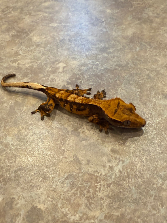 Extreme Harlequin Crested Gecko