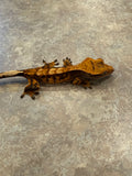 Extreme Harlequin Crested Gecko
