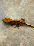 Extreme Harlequin Crested Gecko