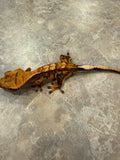 Extreme Harlequin Crested Gecko