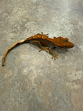 Red Harlequin Crested Gecko