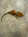 Red Harlequin Crested Gecko