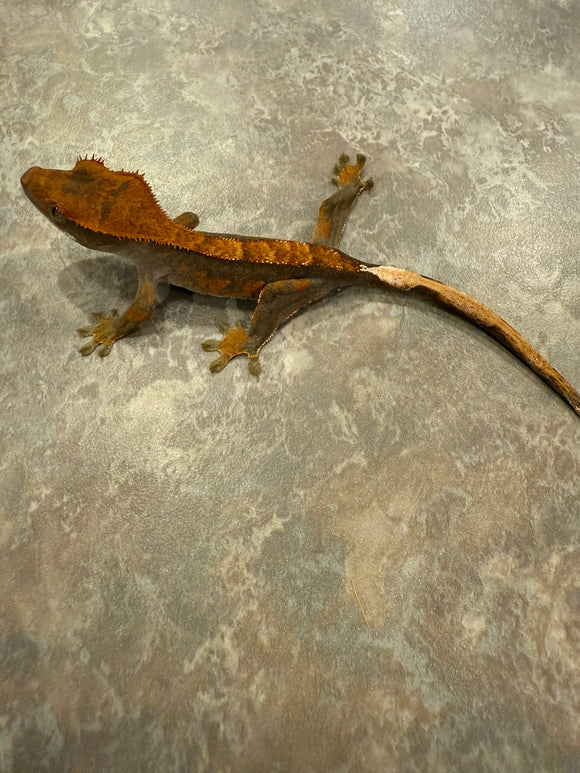Red Harlequin Crested Gecko