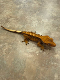 Extreme Harlequin Crested Gecko