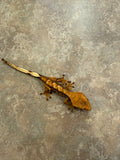 Extreme Harlequin Crested Gecko