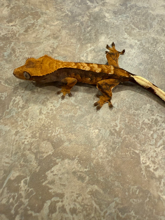 Extreme Harlequin Crested Gecko