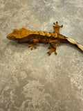 Extreme Harlequin Crested Gecko