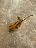 Hawk and Dove Line Harlequin Crested Gecko