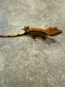 Hawk and Dove Line Harlequin Crested Gecko