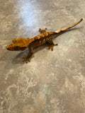 Hawk and Dove Line Harlequin Crested Gecko
