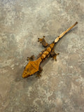 Hawk and Dove Line Harlequin Crested Gecko