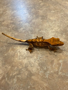 Hawk and Dove Line Harlequin Crested Gecko