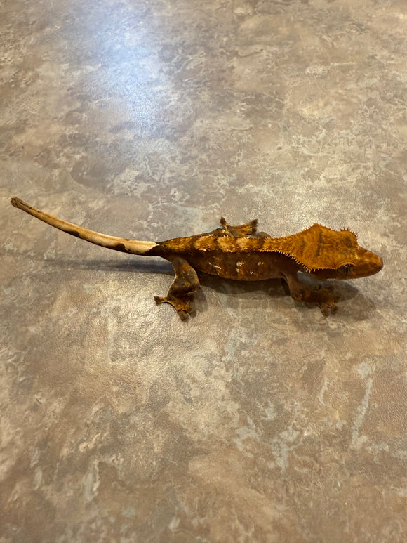 Hawk and Dove Line Harlequin Crested Gecko