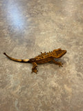 Reverse Pinstripe Crested Gecko