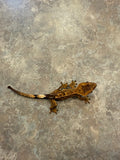 Reverse Pinstripe Crested Gecko
