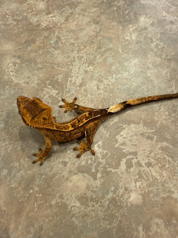 Reverse Pinstripe Crested Gecko