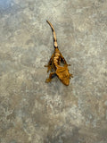 Harlequin Crested Gecko