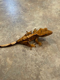 Harlequin Crested Gecko