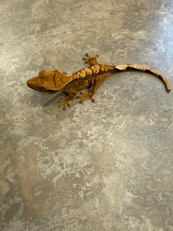Harlequin Crested Gecko
