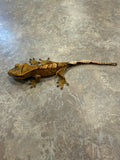 Tiger Crested Gecko