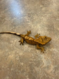 Tiger Crested Gecko