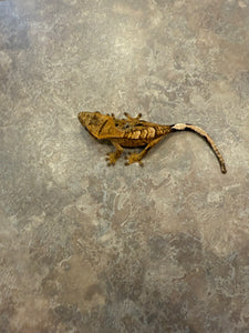 Tiger Crested Gecko