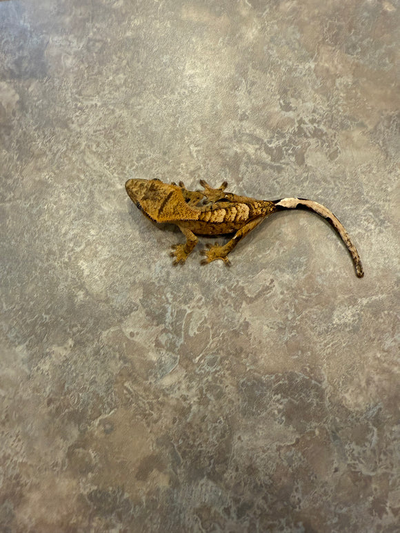 Tiger Crested Gecko